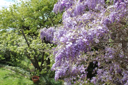 Wisteria in bloom