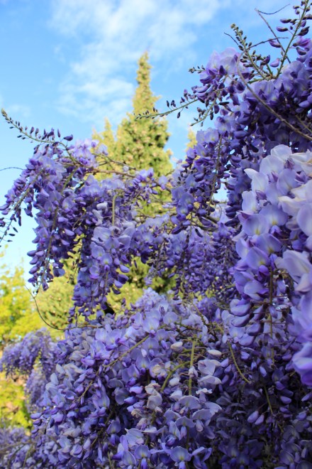 Wisteria
