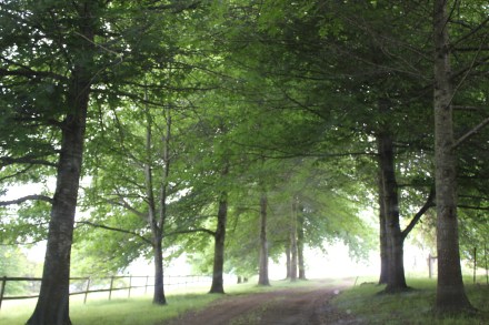 The Magical Driveway