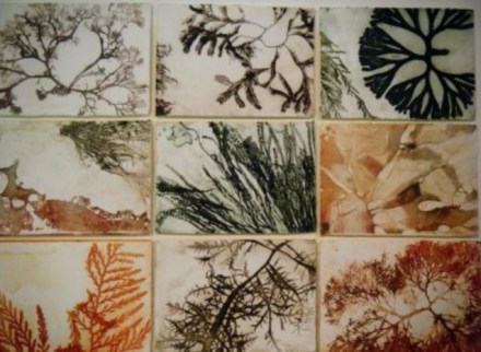 Alexandra Pitt - Illumination I