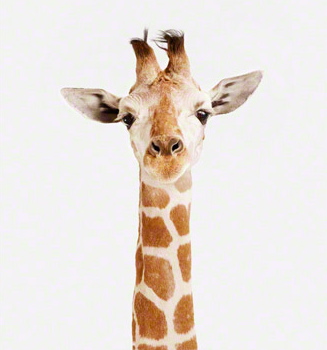 Baby Giraffe