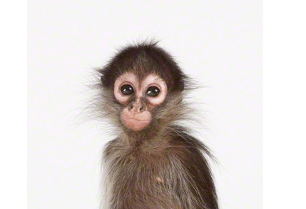 Baby Monkey