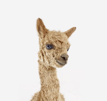 Baby Alpaca