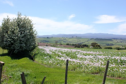 Hawthorn & Poppies