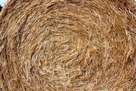 Hay