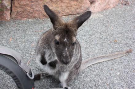 A cheeky local - Freycinet National Park