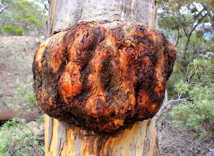 Burl - Freycinet National Park