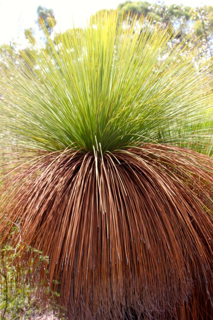 Xanthorrhoea Australis