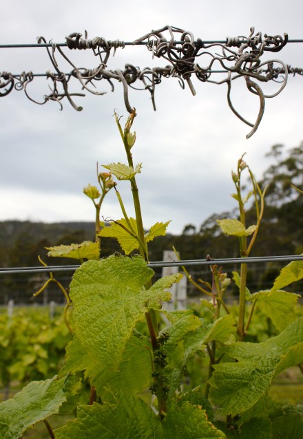 Bruny Island Premium Wines