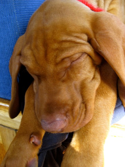 Maisy - Jan 2009 (49)