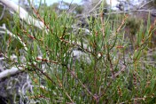 Hakea - Cape Hauy Bushwalk