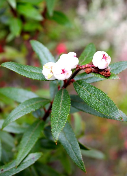 Tasmanian Snowberry