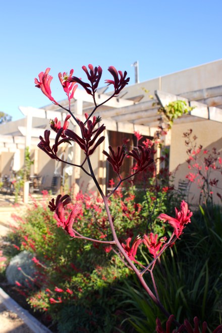 Stefanoa Lubiana Vineyard