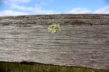 Fence & lichen detail