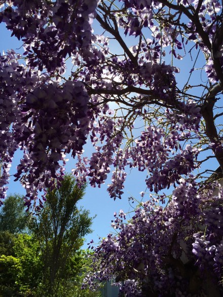 Wisteria in bloom