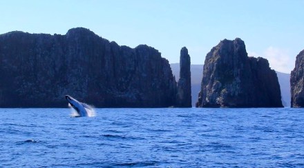 Humbpack Whale Breaching