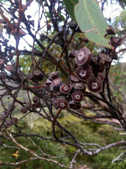 Mount Field National Park