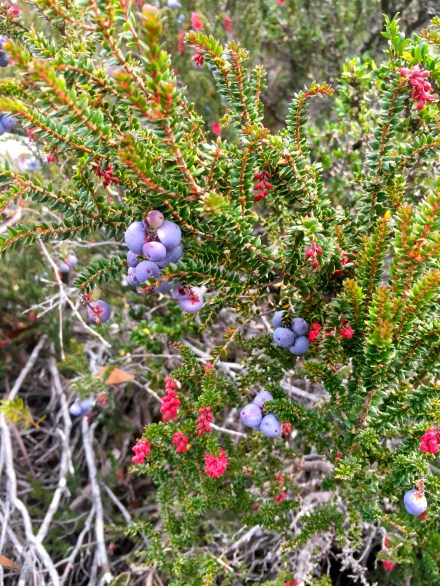 Mount Field National Park