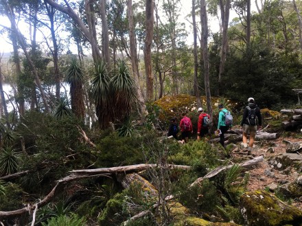Mount Field National Park