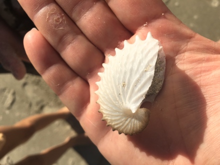 Nautilis Shell