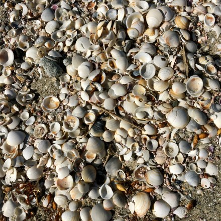 Shells at Mariposa Beach