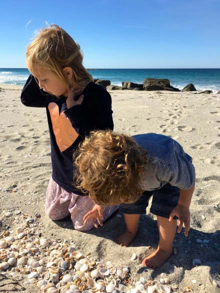 Shells at Mariposa Beach